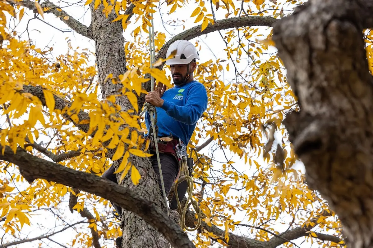 Skilled Tree Planting crew working in Nashville